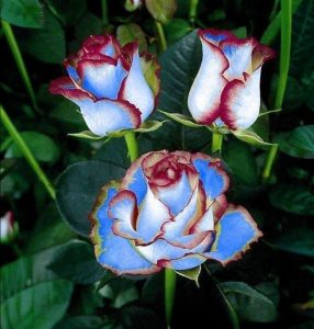 Роза Сафайер Пэтл купить по цене от 450р. в интернет-магазине «Посадика» с доставкой почтой в в Омутнинске и по всей России – [изображение №1].