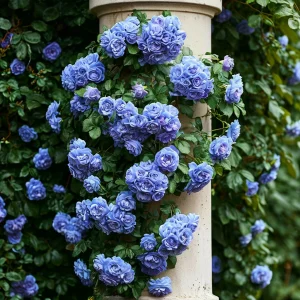 Роза плетистая Блю Перпл купить по цене от 540р. в интернет-магазине «Посадика» с доставкой почтой в в Омутнинске и по всей России – [изображение №1].